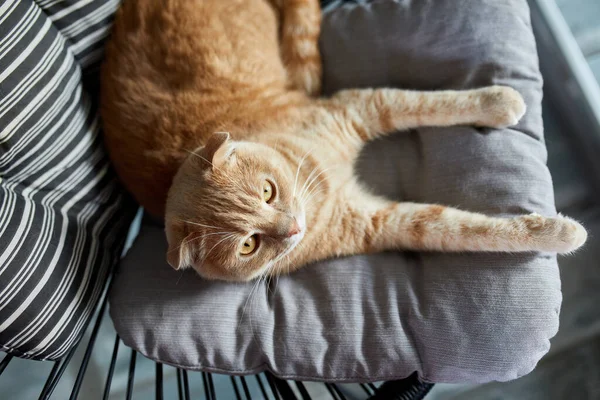トップビュー怠惰なタビージンジャー猫は枕の上に置かれた柔らかいアームチェアでリラックス現代的なリビングルーム — ストック写真
