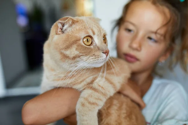 Маленька Дівчинка Тримає Кішку Вдома Приміщенні Дитина Грає Домашніми Тваринами — стокове фото
