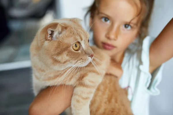 Kislány Tartja Macska Karjában Otthon Beltéri Gyermek Játszik Háziállatok Kisállat — Stock Fotó