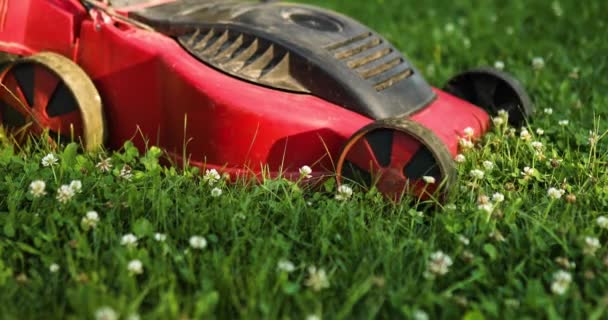 Woman Mows Lawn Lawn Mower Grass Home Garden Gardener Woman — Stock Video