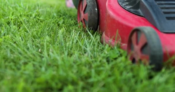 Mujer corta el césped con una cortadora de césped hierba en el jardín en casa, mujer jardinero trabajando — Vídeos de Stock