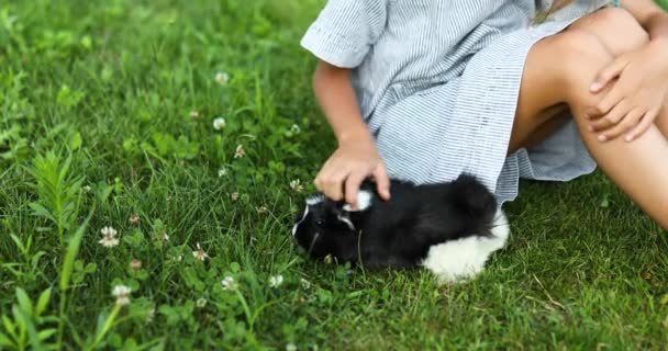 En liten flicka leker med Svarta marsvin som sitter utomhus på sommaren — Stockvideo