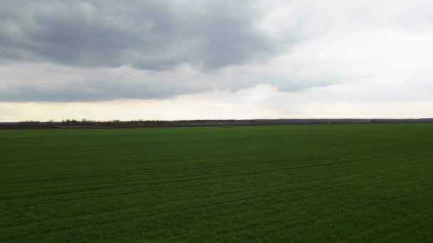 Vista aérea de los campos en el campo, Hermoso paisaje agrícola de verde principios de primavera — Vídeo de stock
