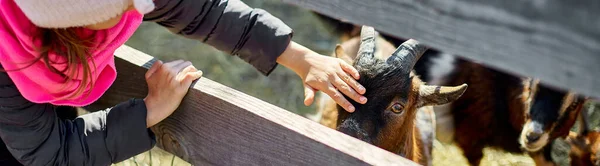 Banner little girl scratches the head of a goat, Animal care farm, Wildlife and ecology concept, Urban lifestyle relax, Hipster on vacation with farm animals.