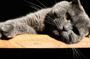 Gri bir kedi, yumuşak kürkünü ön plana çıkaran sıcak güneş ışığının tadını çıkaran ahşap bir masanın üzerine uzanır. Sakin sahne odada huzurlu bir atmosfer yaratıyor..