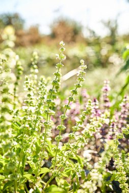 Yeşillik ve renkli çiçeklerle dolu bir bahçede açan fesleğen bitkisinin yakın görüntüsü. Parlak güneş ışığı taze yaprakları aydınlatır ve huzurlu bir ortamda beyaz çiçekler açar..