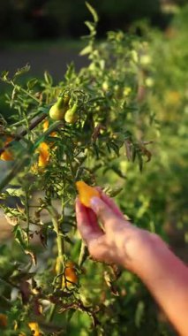 Bir kız öğleden sonra bahçedeki yeşil bitkilerden olgun domatesleri topluyor. Sıcak güneş ışığı taze ürünleri ön plana çıkarıyor. Sahne yemek toplamanın neşesini gösteriyor..