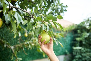 Bir kız bahçedeki bir ağaç dalından olgun yeşil bir armut koparmak için uzanır. Güneş parlıyor ve yapraklar taze. Yaz mevsimindeyiz ve kız anın tadını çıkarıyor..