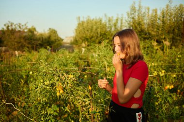 Kız yaz boyunca bahçede domates yer ve güneş ışığı altında taze yemek ve doğanın tadını çıkarır. Güneş batar ve parlak bir ortam yaratır..