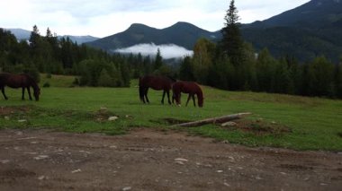 Atlar yeşil otlarla dolu bir arazide otluyorlar. Dağlar arka planda, bulutlar ve ağaçlarla çevrili. Kırsal kesimde bulutlu bir gün..