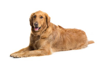 Golden Retriever beyaz üzerine izole