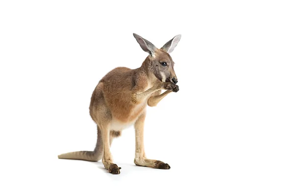 Rotes Känguru auf weißem Grund — Stockfoto