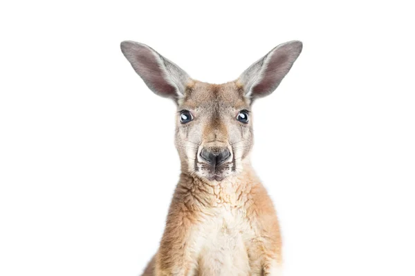 Червоний кенгуру на білому — стокове фото