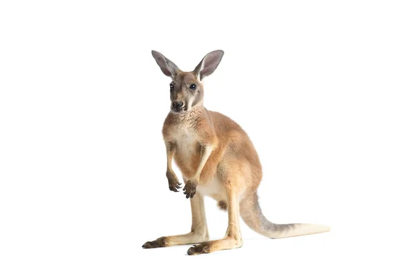 Rotes Känguru auf weißem Grund — Stockfoto