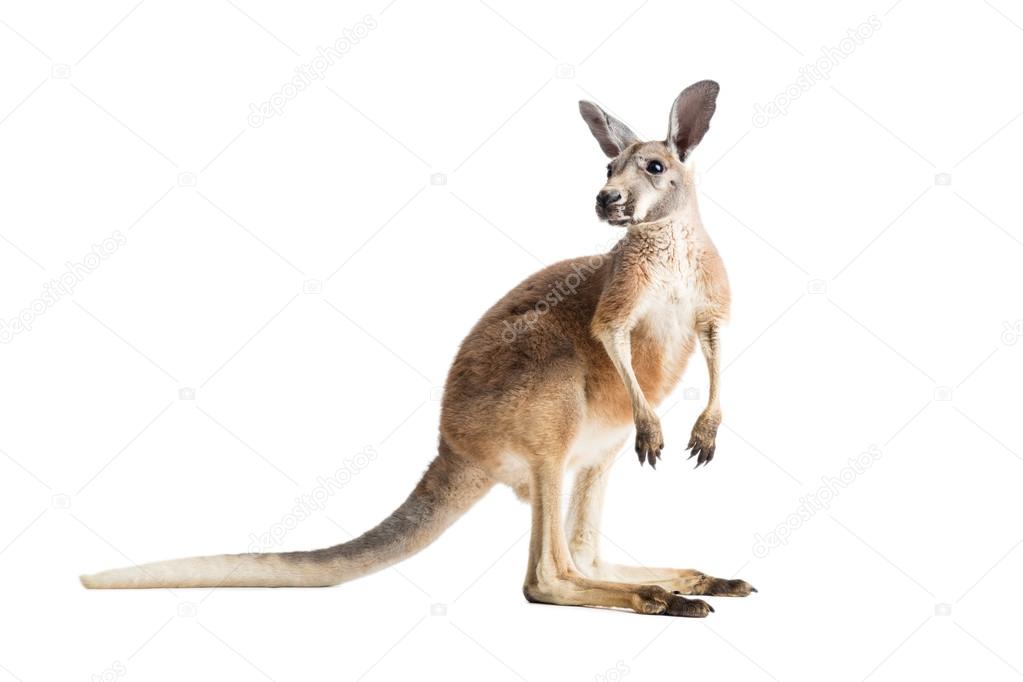 Red Kangaroo on White