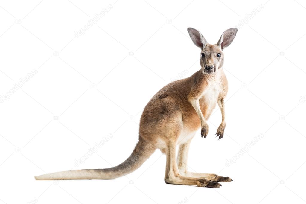 Red Kangaroo on White