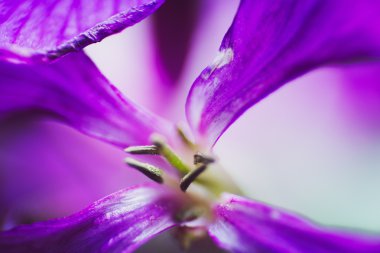 Mor çiçek yakın çekim