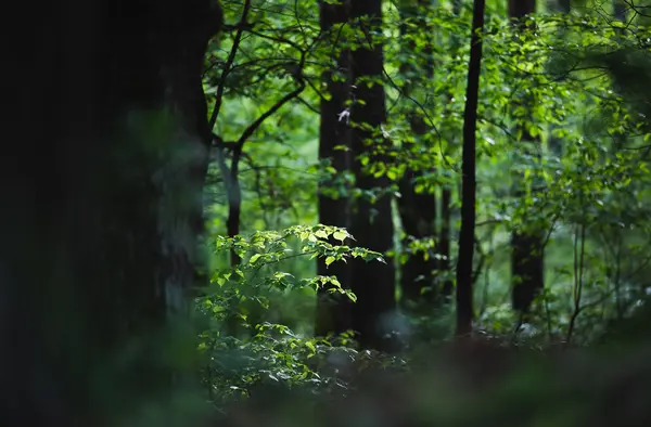 In het bos — Stockfoto