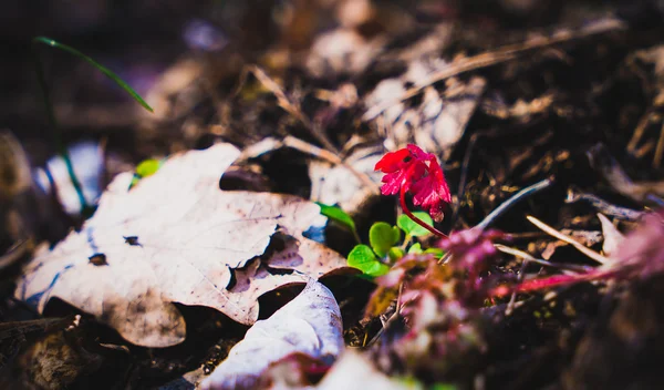 Small plant symbol for nature and growth — Stock Photo, Image