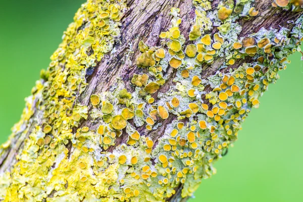 Líquenes amarillos en el árbol — Foto de Stock