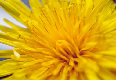 Sarı karahindiba çiçeği yakın plan.