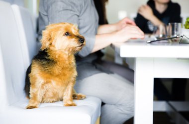 köpeğe ofis masaları
