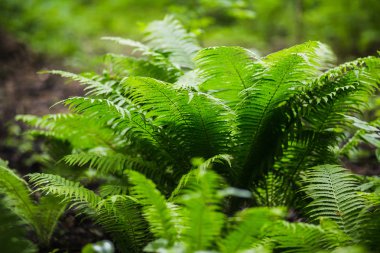 vahşi tropikal yapraklar
