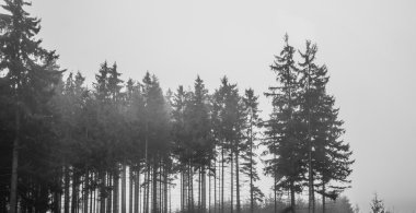 Siyah ve beyaz yalnız ormanda