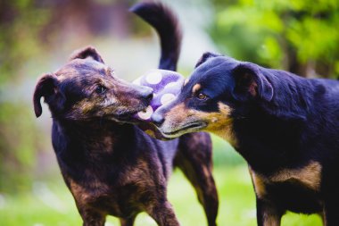 mücadele ve oynayan köpekler