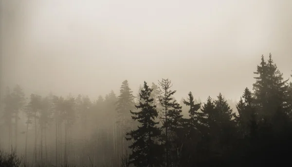 Mystiska morgondimman — Stockfoto