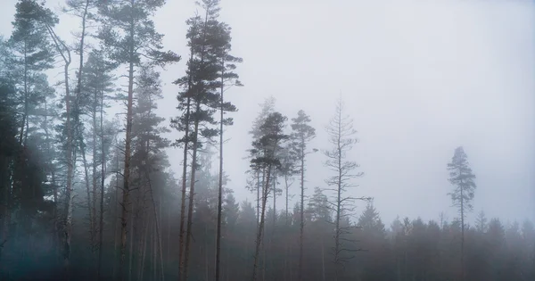 Містичний ранковий туман — стокове фото