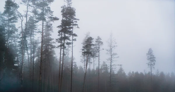 Mystischer Morgennebel — Stockfoto