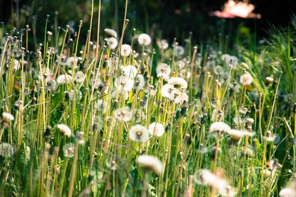 Dandelion field at summer — Stock Photo, Image