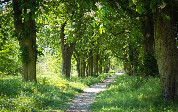 Ağaçlıklı Bulvarı yol