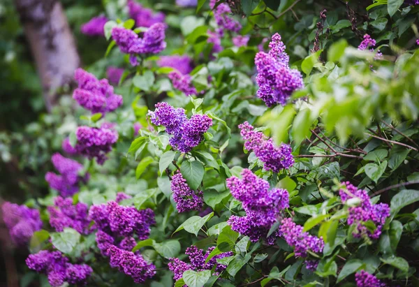 Floraciones púrpuras lila — Foto de Stock