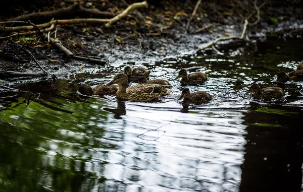 Entenfamilie — Stockfoto