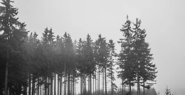 Ensliga skogen i svart och vitt — Stockfoto
