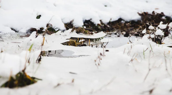 Poça de inverno congelada — Fotografia de Stock