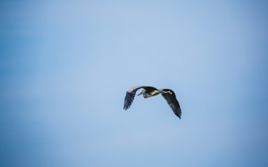 Büyük Mavi Balıkçıl