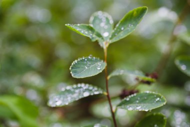 çiğ damlaları yakın çekim