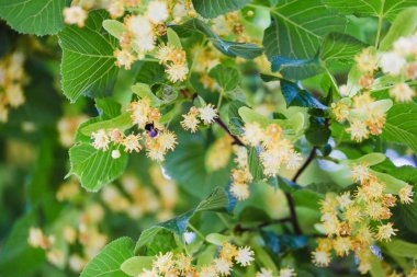 çiçek açan ıhlamur ağacı