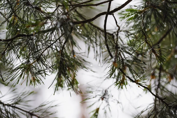 Gotas de lluvia en rama de pino — Foto de Stock