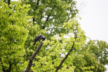 ağacın üzerinde oturan kale kuzgun