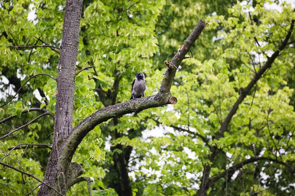 Crow raven sitting on tree