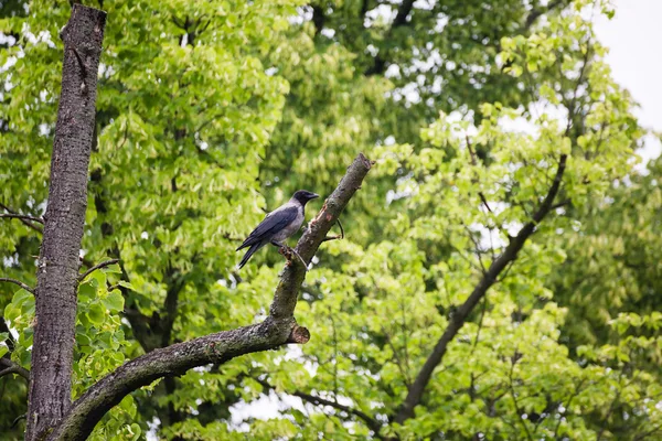 Crow raven sitting on tree