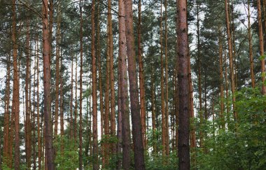 Orman ağaçları içinde
