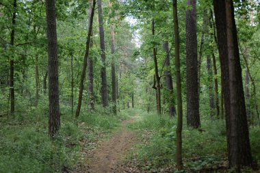 Orman ağaçları içinde yol