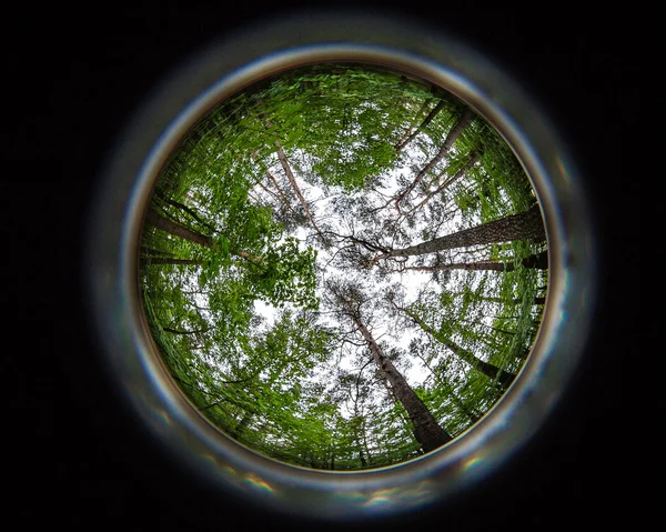 Treetops, 8mm rybie oko strzał drzew — Zdjęcie stockowe