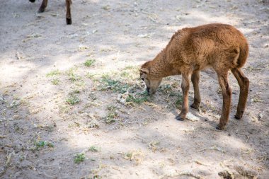Kahverengi keçi çocuk yerde duran