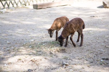iki kahverengi keçi